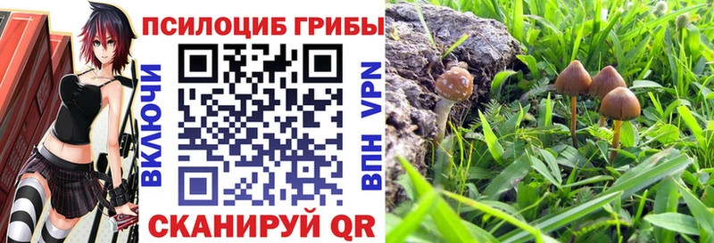 что такое   Свирск  Псилоцибиновые грибы Psilocybine cubensis 